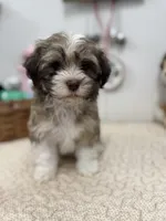 Bimba, a female Havanese for sale in Chatsworth, GA – Photo 5 of 9