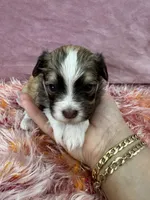 Bimba, a female Havanese for sale in Chattanooga, TN – Photo 5 of 6