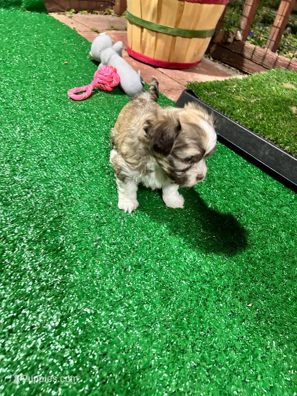 Bimba – Havanese puppy for sale in Chatsworth, GA