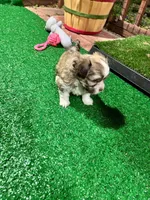 Bimba, a female Havanese for sale in Chattanooga, TN – Photo 3 of 6