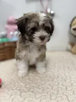 Bimba, a female Havanese for sale in Chatsworth, GA – Photo 8 of 9
