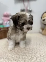 Bimba, a female Havanese for sale in Chatsworth, GA – Photo 7 of 9