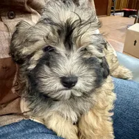 Alfi, a male Havanese for sale in Chatsworth, GA – 6 of 10