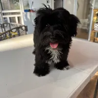 AKC Aria, a female Havanese for sale in Chatsworth, GA – 9 of 10
