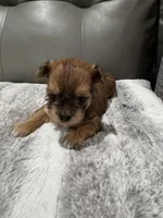 Chispa, a female Havanese for sale in Chattanooga, TN – Photo 7 of 7