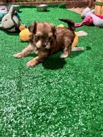 Chispa, a female Havanese for sale in Chattanooga, TN – Photo 3 of 7