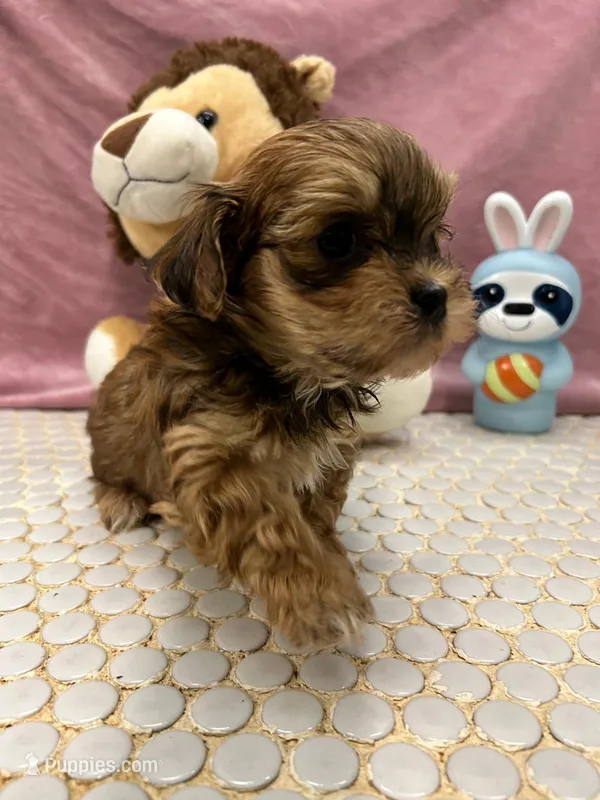 Chispa – Havanese puppy on hold in Chattanooga, TN