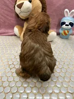 Chispa, a female Havanese for sale in Chattanooga, TN – Photo 2 of 7