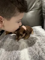 Chispa, a female Havanese for sale in Chattanooga, TN – Photo 5 of 7