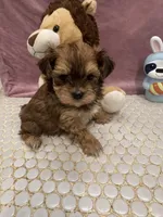 Chispa, a female Havanese for sale in Chattanooga, TN – Photo 6 of 7