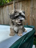AKC Chicho, a male Havanese for sale in Chatsworth, GA – 5 of 8