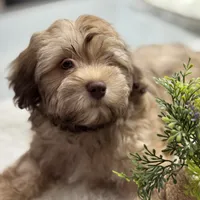 AKC Baster, a male Havanese for sale in Chatsworth, GA – 5 of 7