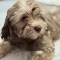 AKC Baster, a male Havanese for sale in Chatsworth, GA – 7 of 7