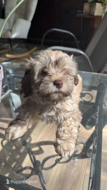 Baster – Havanese puppy for sale in Chatsworth, GA
