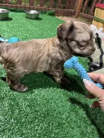 Baster, a male Havanese for sale in Chattanooga, TN – Photo 6 of 8