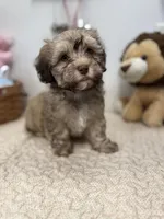 Baster, a male Havanese for sale in Chatsworth, GA – Photo 6 of 10