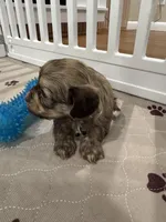 Cachorro #3, a male Havanese for sale in Chattanooga, TN – Photo 4 of 4