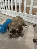 Cachorro #3, a male Havanese for sale in Chattanooga, TN – Photo 3 of 4