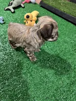 Baster, a male Havanese for sale in Chattanooga, TN – Photo 8 of 8