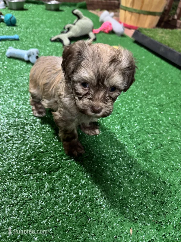 Cachorro #3 – Havanese puppy for sale in Chattanooga, TN