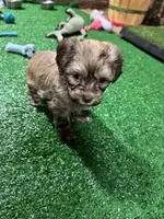 Baster, a male Havanese for sale in Chattanooga, TN – Photo 1 of 8