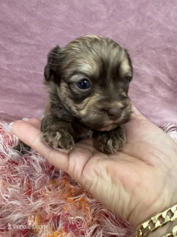 Cachorro #3 – Havanese puppy for sale in Chattanooga, TN