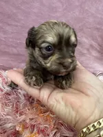 Cachorro #3, a male Havanese for sale in Chattanooga, TN – Photo 1 of 4