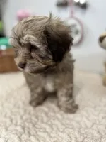 Baster, a male Havanese for sale in Chatsworth, GA – Photo 7 of 10