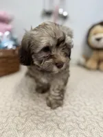 Baster, a male Havanese for sale in Chatsworth, GA – Photo 8 of 10