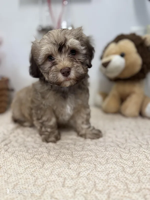 Baster – Havanese puppy for sale in Chatsworth, GA