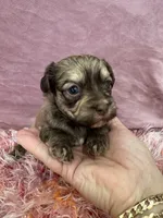 Cachorro #3, a male Havanese for sale in Chattanooga, TN – Photo 2 of 4