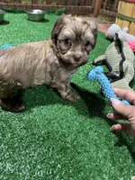 Baster, a male Havanese for sale in Chattanooga, TN – Photo 7 of 8