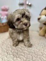 Baster, a male Havanese for sale in Chatsworth, GA – Photo 10 of 10