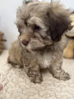 Baster, a male Havanese for sale in Chatsworth, GA – Photo 9 of 10