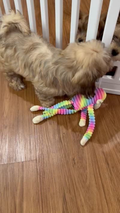 AKC Baster, a male Havanese for sale in Chatsworth, GA – 8 of 10