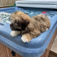 AKC Bella, a female Havanese for sale in Chatsworth, GA – 10 of 10