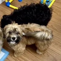 AKC Bella, a female Havanese for sale in Chatsworth, GA – 7 of 10