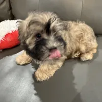 Alfi, a male Havanese for sale in Chatsworth, GA – 2 of 10