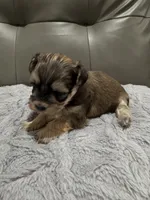 Cachorro#5, a male Havanese for sale in Chattanooga, TN – Photo 4 of 10