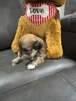 Cachorro#5, a male Havanese for sale in Chattanooga, TN – Photo 3 of 10