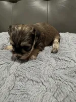 Cachorro#5, a male Havanese for sale in Chattanooga, TN – Photo 5 of 10