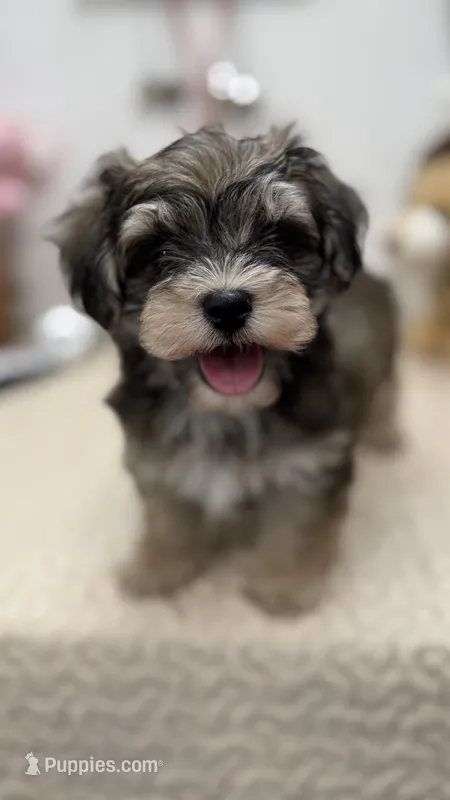 Chicho – Havanese puppy for sale in Chatsworth, GA