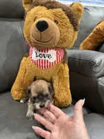 Cachorro#5, a male Havanese for sale in Chattanooga, TN – Photo 6 of 10