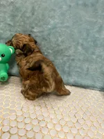 Chico, a male Havanese for sale in Chatsworth, GA – Photo 6 of 9