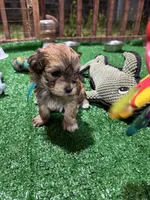 Cachorro#5, a male Havanese for sale in Chattanooga, TN – Photo 10 of 10