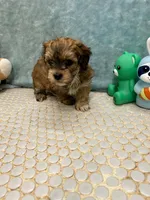 Chico, a male Havanese for sale in Chatsworth, GA – Photo 2 of 9