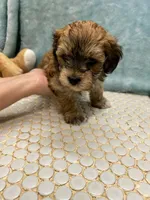 Chico, a male Havanese for sale in Chatsworth, GA – Photo 3 of 9