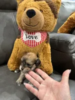 Cachorro#5, a male Havanese for sale in Chattanooga, TN – Photo 7 of 10