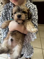 Chico, a male Havanese for sale in Chatsworth, GA – Photo 4 of 9