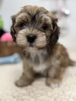 Chico, a male Havanese for sale in Chatsworth, GA – Photo 5 of 9